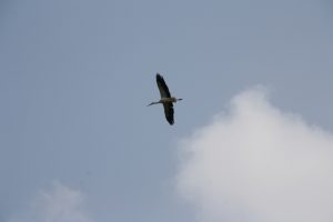 IMG_1642