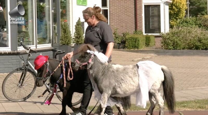 De Singels 50 jaar